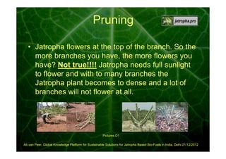 Pruning
• Jatropha flowers at the top of the branch. So the
more branches you have, the more flowers you
have? Not true!!!! Jatropha needs full sunlight
to flower and with to many branches the
Jatropha plant becomes to dense and a lot of
branches will not flower at all.

Pictures D1
Ab van Peer, Global Knowledge Platform for Sustainable Solutions for Jatropha Based Bio-Fuels in India, Delhi 21/12/2012

 