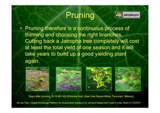 Pruning
• Pruning therefore is a continuous process of
thinning and choosing the right branches.
Cutting back a Jatropha tree completely will cost
at least the total yield of one season and it will
take years to build up a good yielding plant
again.

Days after pruning: 9-15-80-145 (Pictures from Jose Ines Bazan-Mota, Tecoman, Mexico)
Ab van Peer, Global Knowledge Platform for Sustainable Solutions for Jatropha Based Bio-Fuels in India, Delhi 21/12/2012

 