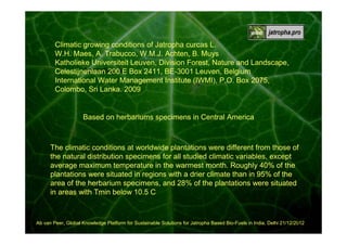 Climatic growing conditions of Jatropha curcas L.
W.H. Maes, A. Trabucco, W.M.J. Achten, B. Muys
Katholieke Universiteit Leuven, Division Forest, Nature and Landscape,
According to
Celestijnenlaan 200 E Box 2411, BE-3001 Leuven, Belgium
International Water Management Institute (IWMI), P.O. Box 2075,
Colombo, Sri Lanka. 2009

Based on herbariums specimens in Central America

The climatic conditions at worldwide plantations were different from those of
the natural distribution specimens for all studied climatic variables, except
average maximum temperature in the warmest month. Roughly 40% of the
plantations were situated in regions with a drier climate than in 95% of the
area of the herbarium specimens, and 28% of the plantations were situated
in areas with Tmin below 10.5 C

6
Ab van Peer, Global Knowledge Platform for Sustainable Solutions for Jatropha Based Bio-Fuels in India, Delhi 21/12/2012

 