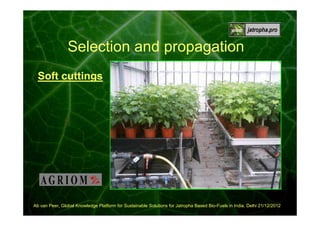 Selection and propagation
Soft cuttings

Ab van Peer, Global Knowledge Platform for Sustainable Solutions for Jatropha Based Bio-Fuels in India, Delhi 21/12/2012

 