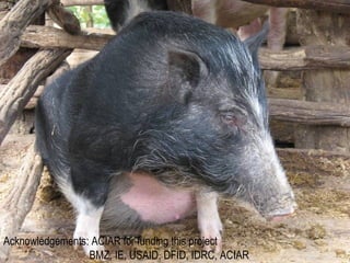 What we have learned about disease risks and food safety in the informal food sector 