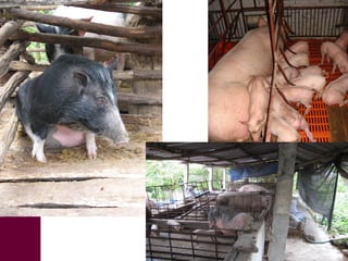 What we have learned about disease risks and food safety in the informal food sector 