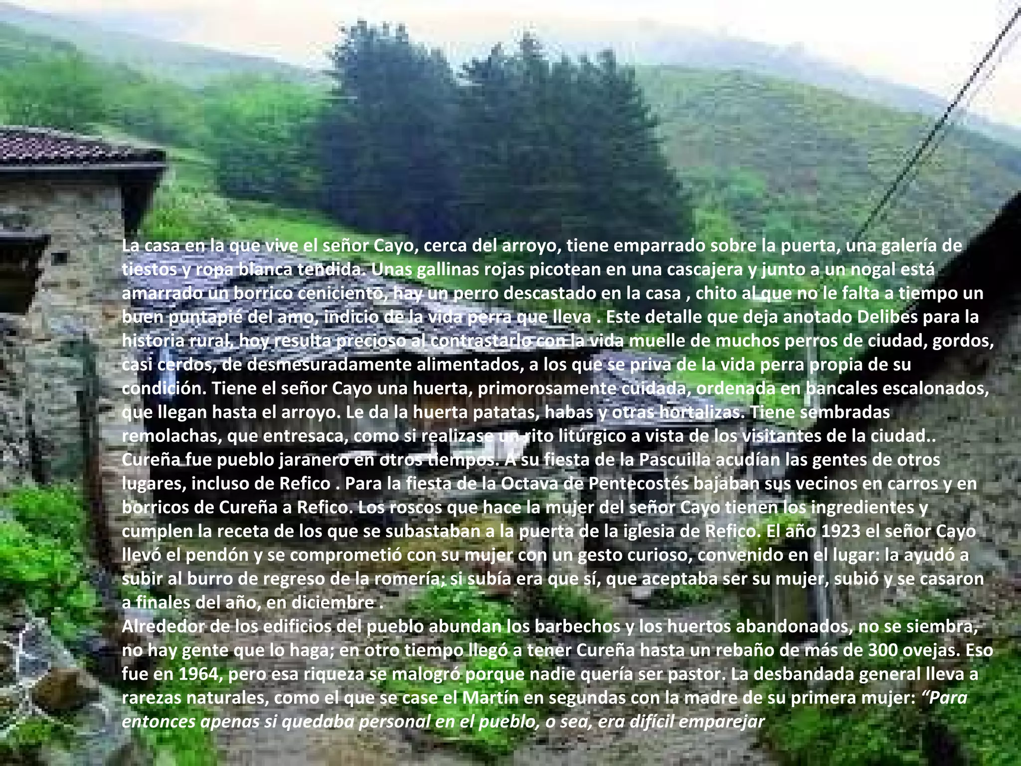 La casa en la que vive el señor Cayo, cerca del arroyo, tiene emparrado sobre la puerta, una galería de tiestos y ropa blanca tendida. Unas gallinas rojas picotean en una cascajera y junto a un nogal está amarrado un borrico ceniciento, hay un perro descastado en la casa , chito al que no le falta a tiempo un buen puntapié del amo, indicio de la vida perra que lleva . Este detalle que deja anotado Delibes para la historia rural, hoy resulta precioso al contrastarlo con la vida muelle de muchos perros de ciudad, gordos, casi cerdos, de desmesuradamente alimentados, a los que se priva de la vida perra propia de su condición. Tiene el señor Cayo una huerta, primorosamente cuidada, ordenada en bancales escalonados, que llegan hasta el arroyo. Le da la huerta patatas, habas y otras hortalizas. Tiene sembradas remolachas, que entresaca, como si realizase un rito litúrgico a vista de los visitantes de la ciudad.. Cureña fue pueblo jaranero en otros tiempos. A su fiesta de la Pascuilla acudían las gentes de otros lugares, incluso de Refico . Para la fiesta de la Octava de Pentecostés bajaban sus vecinos en carros y en borricos de Cureña a Refico. Los roscos que hace la mujer del señor Cayo tienen los ingredientes y cumplen la receta de los que se subastaban a la puerta de la iglesia de Refico. El año 1923 el señor Cayo llevó el pendón y se comprometió con su mujer con un gesto curioso, convenido en el lugar: la ayudó a subir al burro de regreso de la romería; si subía era que sí, que aceptaba ser su mujer, subió y se casaron a finales del año, en diciembre .  Alrededor de los edificios del pueblo abundan los barbechos y los huertos abandonados, no se siembra, no hay gente que lo haga; en otro tiempo llegó a tener Cureña hasta un rebaño de más de 300 ovejas. Eso fue en 1964, pero esa riqueza se malogró porque nadie quería ser pastor. La desbandada general lleva a rarezas naturales, como el que se case el Martín en segundas con la madre de su primera mujer:  “Para entonces apenas si quedaba personal en el pueblo, o sea, era difícil emparejar 