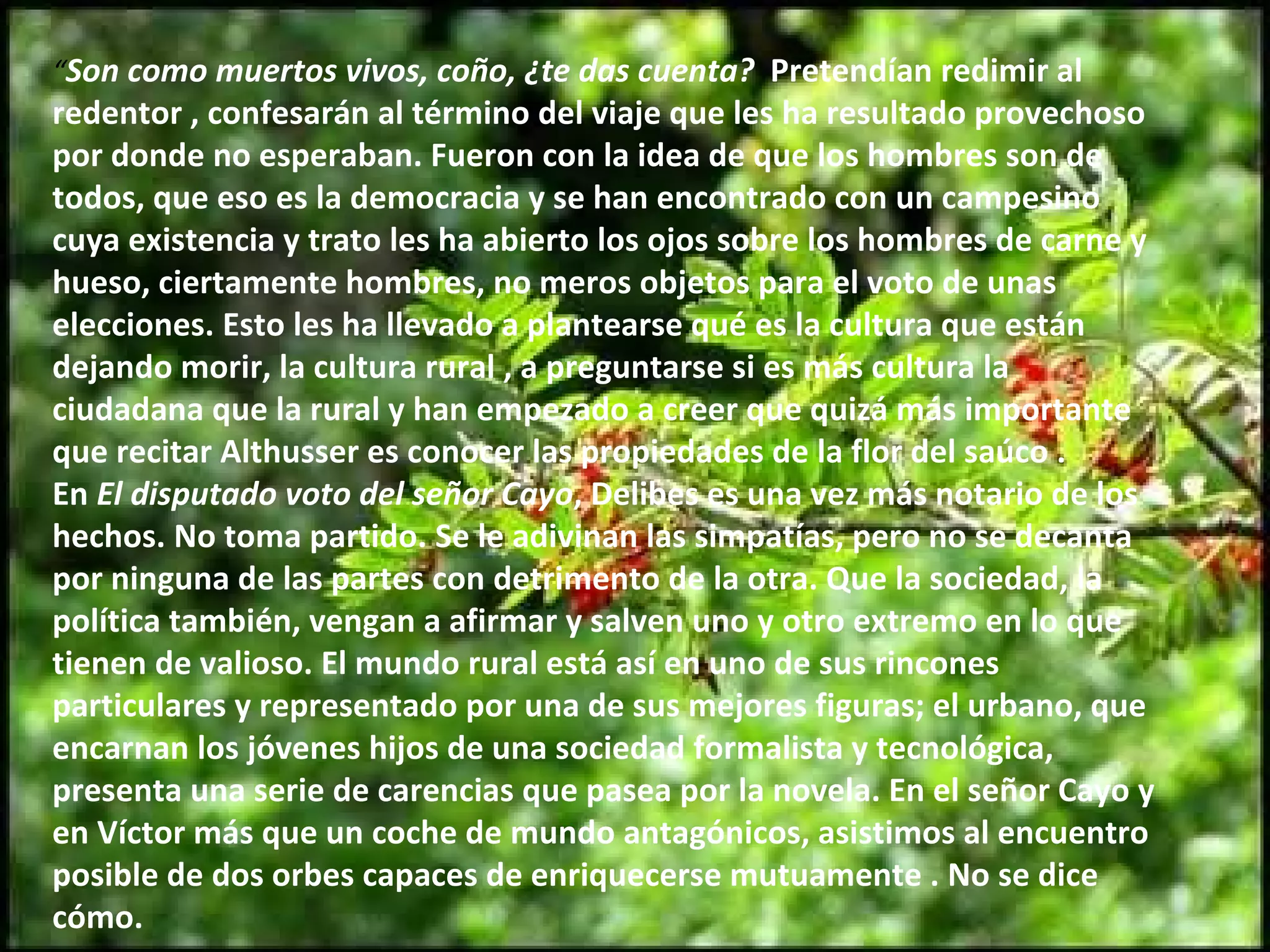 “ Son como muertos vivos, coño, ¿te das cuenta?   Pretendían redimir al redentor , confesarán al término del viaje que les ha resultado provechoso por donde no esperaban. Fueron con la idea de que los hombres son de todos, que eso es la democracia y se han encontrado con un campesino cuya existencia y trato les ha abierto los ojos sobre los hombres de carne y hueso, ciertamente hombres, no meros objetos para el voto de unas elecciones. Esto les ha llevado a plantearse qué es la cultura que están dejando morir, la cultura rural , a preguntarse si es más cultura la ciudadana que la rural y han empezado a creer que quizá más importante que recitar Althusser es conocer las propiedades de la flor del saúco . En  El disputado voto del señor Cayo , Delibes es una vez más notario de los hechos. No toma partido. Se le adivinan las simpatías, pero no se decanta por ninguna de las partes con detrimento de la otra. Que la sociedad, la política también, vengan a afirmar y salven uno y otro extremo en lo que tienen de valioso. El mundo rural está así en uno de sus rincones particulares y representado por una de sus mejores figuras; el urbano, que encarnan los jóvenes hijos de una sociedad formalista y tecnológica, presenta una serie de carencias que pasea por la novela. En el señor Cayo y en Víctor más que un coche de mundo antagónicos, asistimos al encuentro posible de dos orbes capaces de enriquecerse mutuamente . No se dice cómo.  
