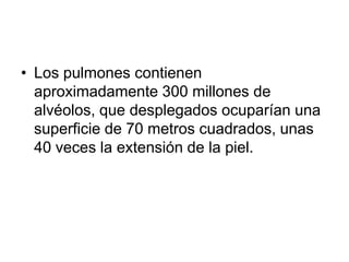 • Los pulmones contienen
  aproximadamente 300 millones de
  alvéolos, que desplegados ocuparían una
  superficie de 70 metros cuadrados, unas
  40 veces la extensión de la piel.
 