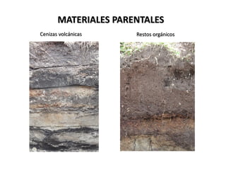 Cenizas volcánicas Restos orgánicos
MATERIALES PARENTALES
 