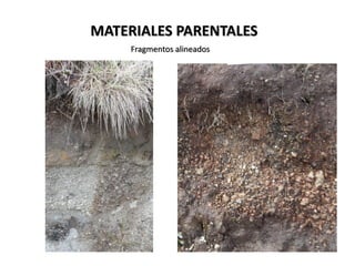 Fragmentos alineados
MATERIALES PARENTALES
 