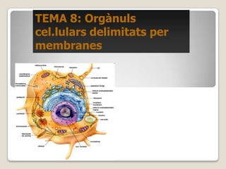 TEMA 8: Orgànuls
cel.lulars delimitats per
membranes
 
