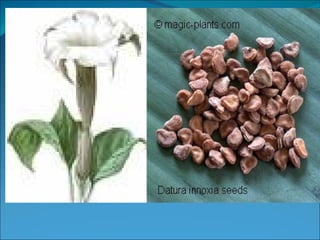 Deliritant Deliriant poison | PPT