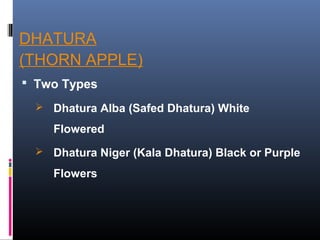 DHATURA
(THORN APPLE)
 Two Types
 Dhatura Alba (Safed Dhatura) White
Flowered
 Dhatura Niger (Kala Dhatura) Black or Purple
Flowers
 