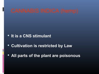 CANNABIS INDICA (hemp)
 It is a CNS stimulant
 Cultivation is restricted by Law
 All parts of the plant are poisonous
 