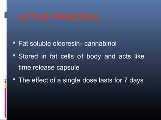 ACTIVE PRINCIPLE
 Fat soluble oleoresin- cannabinol
 Stored in fat cells of body and acts like
time release capsule
 The effect of a single dose lasts for 7 days
 