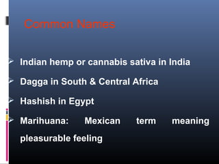 Common Names
 Indian hemp or cannabis sativa in India
 Dagga in South & Central Africa
 Hashish in Egypt
 Marihuana: Mexican term meaning
pleasurable feeling
 
