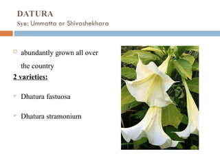 Deliritant Deliriant Poisons commonly seen in local areas | PPT