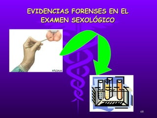 EVIDENCIAS FORENSES EN EL EXAMEN SEXOLÓGICO 