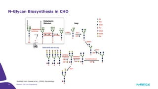 14 Webinar: Cell Line Engineering
N-Glycan Biosynthesis in CHO
Modified from: Hossler et al., (2009) Glycobiology
GGTA
 