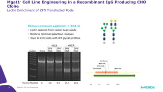 16 Webinar: Cell Line Engineering
Mgat1- Cell Line Engineering in a Recombinant IgG Producing CHO
Clone
Lectin Enrichment of ZFN Transfected Pools
Ricinus communis agglutinin-I (RCA-I)
 Lectin isolated from castor bean seeds
 Binds to terminal galactose residues
 Toxic to CHO cells with WT glycan profiles
Ladder Mock
ZFN
DNA
ZFN
RNA
ZFN
RNA
ZFN
DNA
Percent Modified 0 3.8 5.5 35.7 33.2
-RCA +RCA
 
