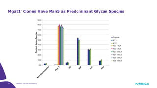 20 Webinar: Cell Line Engineering
Mgat1- Clones Have Man5 as Predominant Glycan Species
0.0
10.0
20.0
30.0
40.0
50.0
60.0
70.0
80.0
90.0
PercentGlycanSpecies
Original
WT1
WT2
KO1 -RCA
KO2 -RCA
KO3 +RCA
KO4 +RCA
KO5 +RCA
KO6 +RCA
 