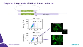 30 Webinar: Cell Line Engineering
Targeted Integration of GFP at the Actin Locus
DonorOnlyZFN+Donor
1.2% GFP+
2.4% GFP+
decreased scaling
actual
GFP Reporter HAHA
Actin GeneGFP Reporter Actin Gene
 