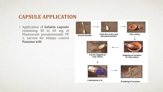 CAPSULE APPLICATION
• Application of Gelatin capsule
containing 50 to 60 mg of
Fluorescent pseudomonads PF
1, survive for 60days control
Panama wilt
 