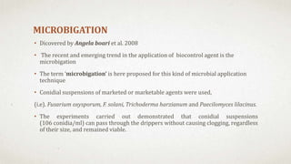 MICROBIGATION
• Dicovered by Angela boari et al. 2008
• The recent and emerging trend in the application of biocontrol agent is the
microbigation
• The term ‘microbigation’ is here proposed for this kind of microbial application
technique
• Conidial suspensions of marketed or marketable agents were used,
(i.e). Fusarium oxysporum, F. solani, Trichoderma harzianum and Paecilomyces lilacinus.
• The experiments carried out demonstrated that conidial suspensions
(106 conidia/ml) can pass through the drippers without causing clogging, regardless
of their size, and remained viable.
 