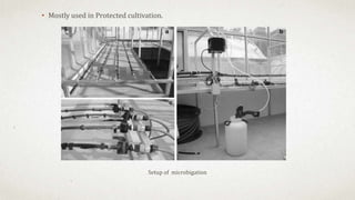 • Mostly used in Protected cultivation.
Setup of microbigation
 