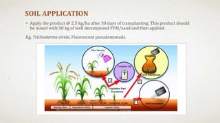 SOIL APPLICATION
• Apply the product @ 2.5 kg/ha after 30 days of transplanting. This product should
be mixed with 50 kg of well decomposed FYM/sand and then applied.
Eg. Trichoderma viride, Fluorescent pseudomonads.
 