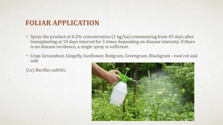 FOLIAR APPLICATION
• Spray the product at 0.2% concentration (1 kg/ha) commencing from 45 days after
transplanting at 10 days interval for 3 times depending on disease intensity. If there
is no disease incidence, a single spray is sufficient.
• Crop: Groundnut, Gingelly, Sunflower, Redgram, Greengram, Blackgram - root rot and
wilt
(i.e) Bacillus subtilis.
 