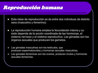 Reproducción humana

    Esta clase de reproducción se da entre dos individuos de distinto
     sexo (masculino y femenino).

    La reproducción humana emplea la fecundación interna y su
     éxito depende de la acción coordinada de las hormonas, el
     sistema nervioso y el sistema reproductivo. Las gónadas son los
     órganos sexuales que producen los gametos.

  Las gónadas masculinas son los testiculos, que
   producen espermatozoides y hormonas sexuales masculinas.
  Las gónadas femeninas son los ovarios, producen óvulos y hormonas
   sexuales femeninas.
 