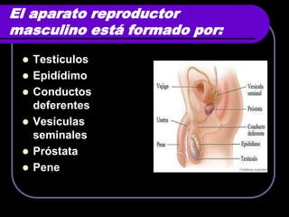 El aparato reproductor
masculino está formado por:
    Testículos
    Epidídimo
    Conductos
     deferentes
    Vesículas
     seminales
    Próstata
    Pene
 