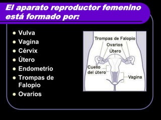 El aparato reproductor femenino
está formado por:
    Vulva
    Vagina
    Cérvix
    Útero
    Endometrio
    Trompas de
     Falopio
    Ovarios
 