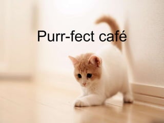 Purr-fect café
 
