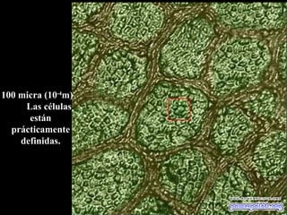 100 micra (10 -4 m)  Las células están prácticamente definidas. 
