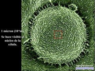 1 micron (10 -6 m).  Se hace visible el núcleo de la célula. 