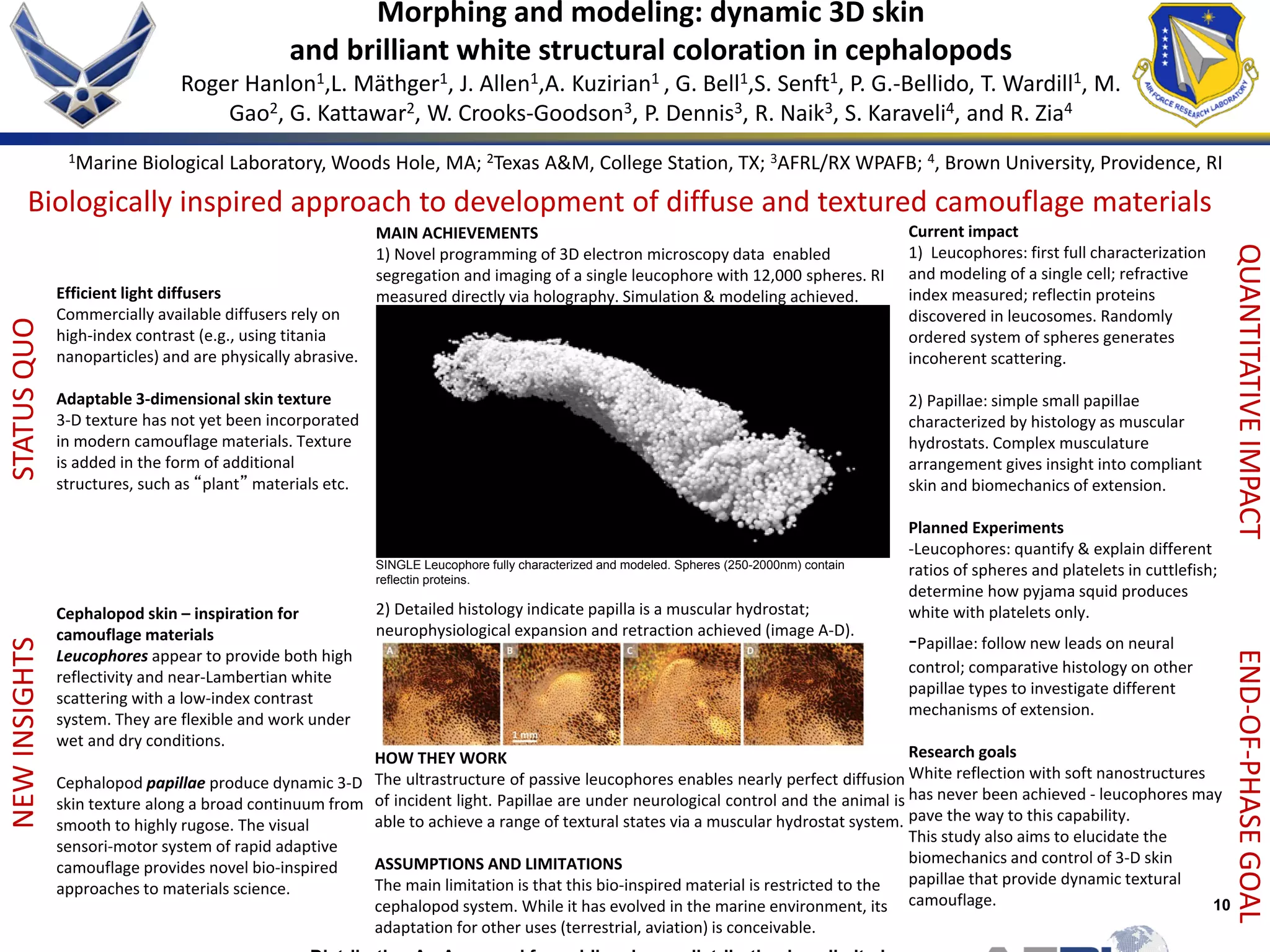 10
Morphing and modeling: dynamic 3D skin
and brilliant white structural coloration in cephalopods
Roger Hanlon1,L. Mäthger1, J. Allen1,A. Kuzirian1 , G. Bell1,S. Senft1, P. G.-Bellido, T. Wardill1, M.
Gao2, G. Kattawar2, W. Crooks-Goodson3, P. Dennis3, R. Naik3, S. Karaveli4, and R. Zia4
Biologically inspired approach to development of diffuse and textured camouflage materials
STATUSQUONEWINSIGHTS
QUANTITATIVEIMPACTEND-OF-PHASEGOAL
Efficient light diffusers
Commercially available diffusers rely on
high-index contrast (e.g., using titania
nanoparticles) and are physically abrasive.
Adaptable 3-dimensional skin texture
3-D texture has not yet been incorporated
in modern camouflage materials. Texture
is added in the form of additional
structures, such as “plant” materials etc.
Cephalopod skin – inspiration for
camouflage materials
Leucophores appear to provide both high
reflectivity and near-Lambertian white
scattering with a low-index contrast
system. They are flexible and work under
wet and dry conditions.
Cephalopod papillae produce dynamic 3-D
skin texture along a broad continuum from
smooth to highly rugose. The visual
sensori-motor system of rapid adaptive
camouflage provides novel bio-inspired
approaches to materials science.
MAIN ACHIEVEMENTS
1) Novel programming of 3D electron microscopy data enabled
segregation and imaging of a single leucophore with 12,000 spheres. RI
measured directly via holography. Simulation & modeling achieved.
Current impact
1) Leucophores: first full characterization
and modeling of a single cell; refractive
index measured; reflectin proteins
discovered in leucosomes. Randomly
ordered system of spheres generates
incoherent scattering.
2) Papillae: simple small papillae
characterized by histology as muscular
hydrostats. Complex musculature
arrangement gives insight into compliant
skin and biomechanics of extension.
Planned Experiments
-Leucophores: quantify & explain different
ratios of spheres and platelets in cuttlefish;
determine how pyjama squid produces
white with platelets only.
-Papillae: follow new leads on neural
control; comparative histology on other
papillae types to investigate different
mechanisms of extension.
Research goals
White reflection with soft nanostructures
has never been achieved - leucophores may
pave the way to this capability.
This study also aims to elucidate the
biomechanics and control of 3-D skin
papillae that provide dynamic textural
camouflage.
HOW THEY WORK
The ultrastructure of passive leucophores enables nearly perfect diffusion
of incident light. Papillae are under neurological control and the animal is
able to achieve a range of textural states via a muscular hydrostat system.
ASSUMPTIONS AND LIMITATIONS
The main limitation is that this bio-inspired material is restricted to the
cephalopod system. While it has evolved in the marine environment, its
adaptation for other uses (terrestrial, aviation) is conceivable.
SINGLE Leucophore fully characterized and modeled. Spheres (250-2000nm) contain
reflectin proteins.
2) Detailed histology indicate papilla is a muscular hydrostat;
neurophysiological expansion and retraction achieved (image A-D).
1Marine Biological Laboratory, Woods Hole, MA; 2Texas A&M, College Station, TX; 3AFRL/RX WPAFB; 4, Brown University, Providence, RI
 