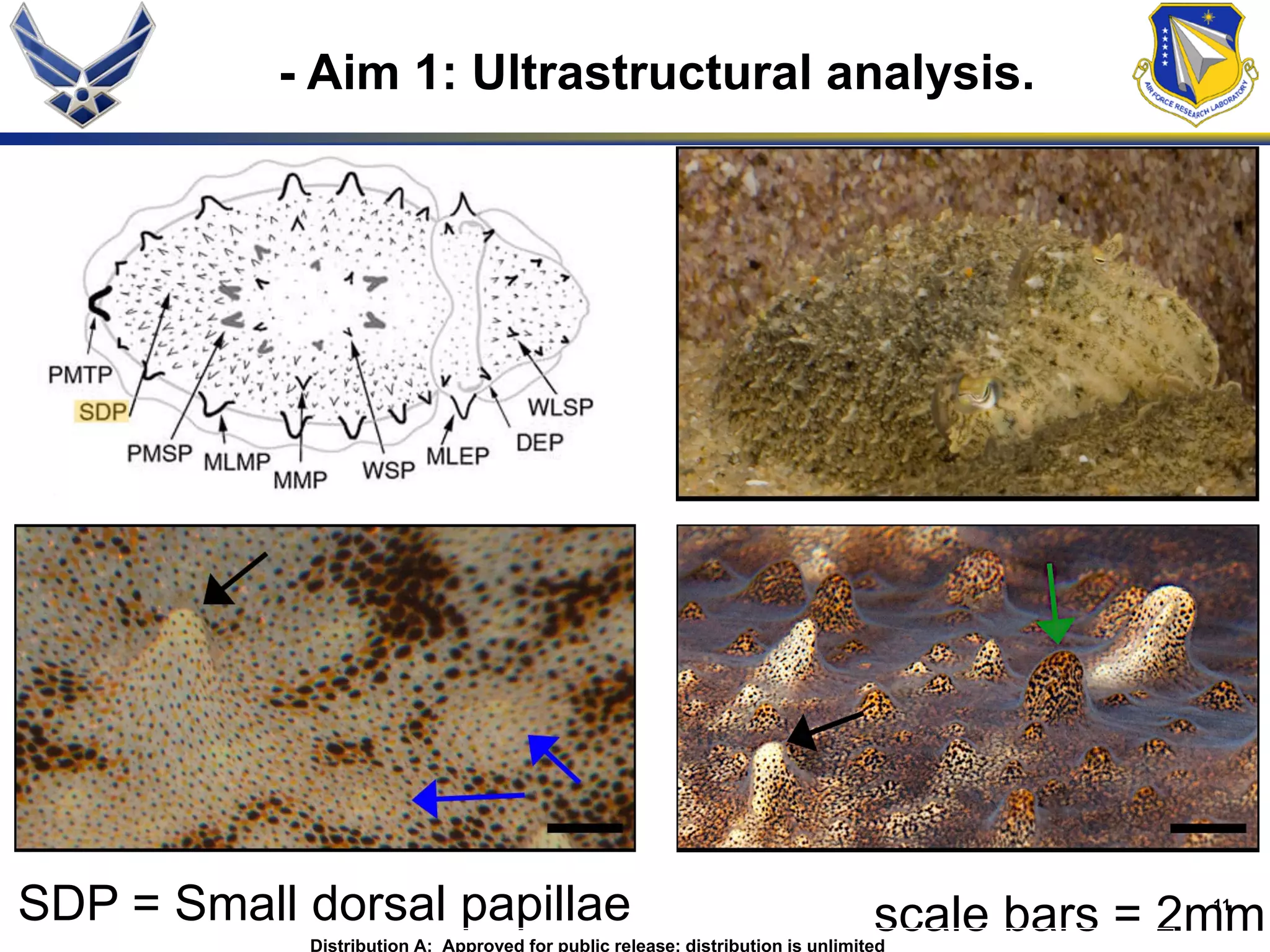 11
- Aim 1: Ultrastructural analysis.
scale bars = 2mmSDP = Small dorsal papillae
Distribution A: Approved for public release; distribution is unlimited
 