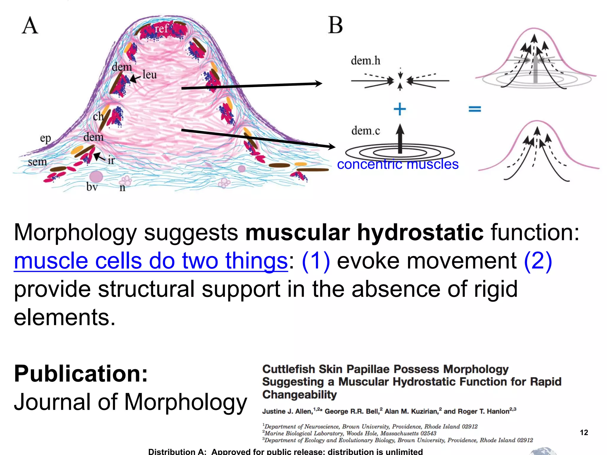12
Morphology suggests muscular hydrostatic function:
muscle cells do two things: (1) evoke movement (2)
provide structural support in the absence of rigid
elements.
concentric muscles
Publication:
Journal of Morphology
Distribution A: Approved for public release; distribution is unlimited
 