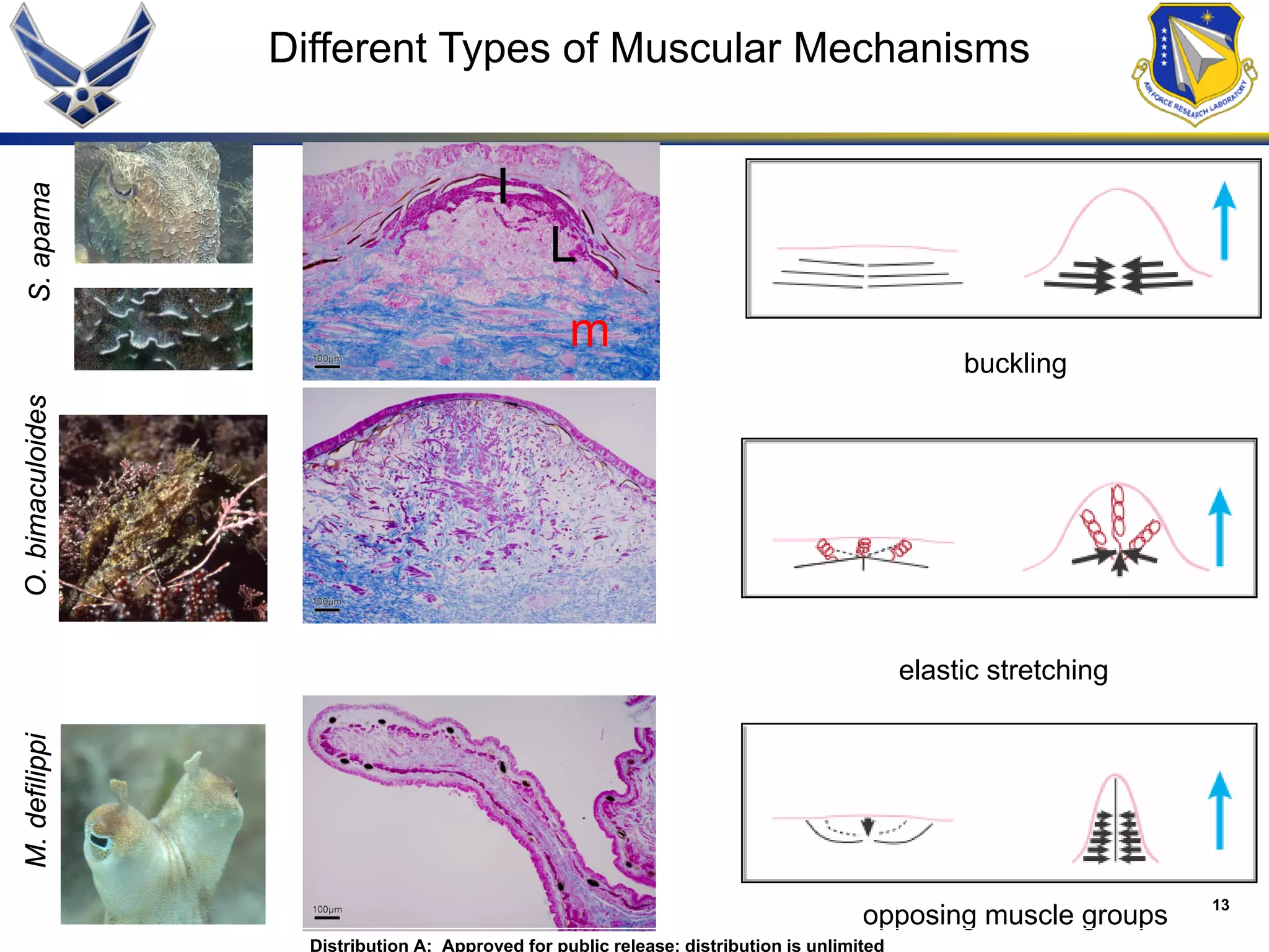13
S.apamaO.bimaculoidesM.defilippi
buckling
elastic stretching
opposing muscle groups
Different Types of Muscular Mechanisms
L
I
m
Distribution A: Approved for public release; distribution is unlimited
 