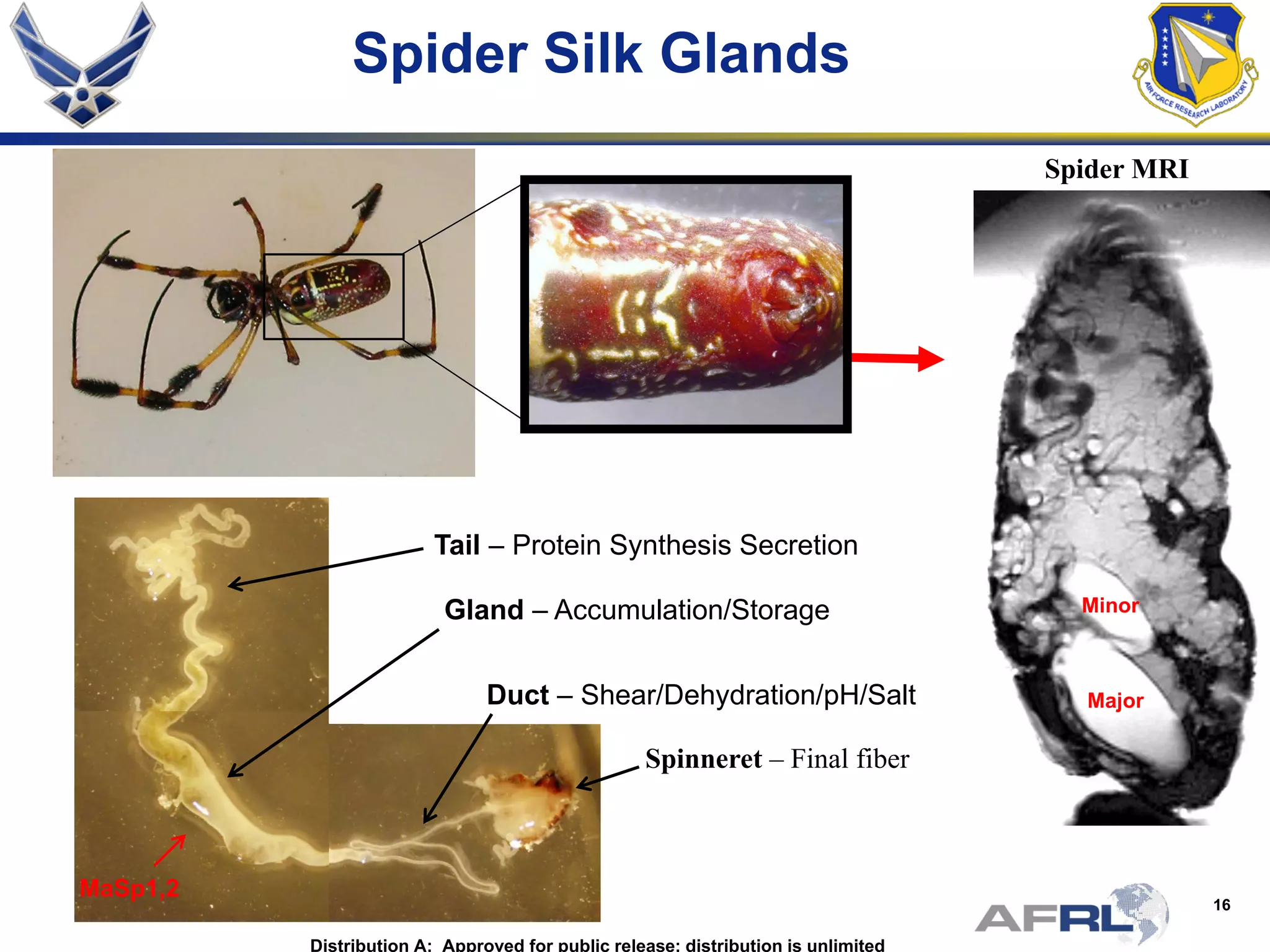 16
Spider Silk Glands
Spider MRI
Gland – Accumulation/Storage
Tail – Protein Synthesis Secretion
Duct – Shear/Dehydration/pH/Salt
Spinneret – Final fiber
MaSp1,2
Major
Minor
Distribution A: Approved for public release; distribution is unlimited
 