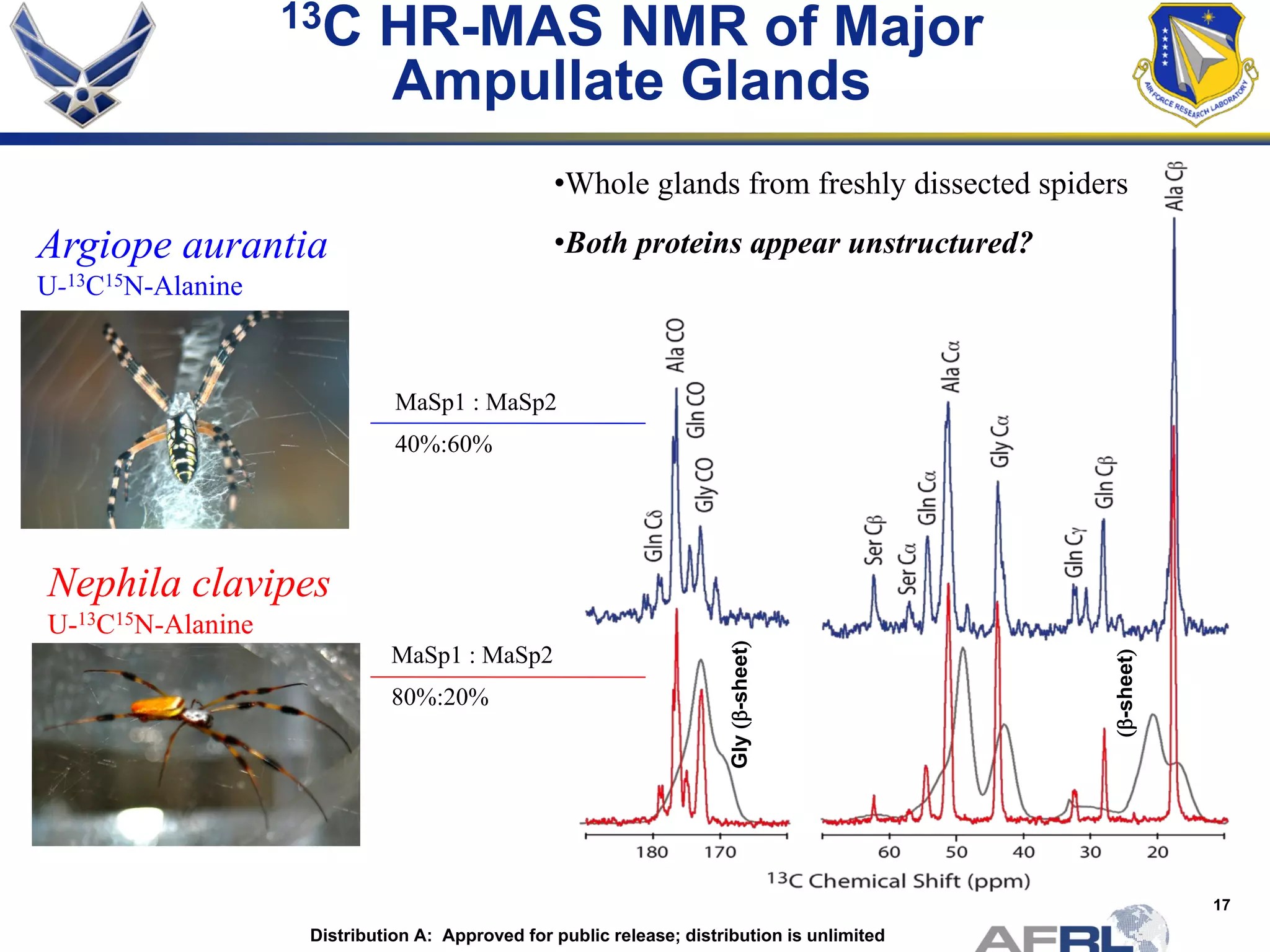17
13C HR-MAS NMR of Major
Ampullate Glands
Nephila clavipes
U-13C15N-Alanine
Argiope aurantia
U-13C15N-Alanine
•Whole glands from freshly dissected spiders
•Both proteins appear unstructured?
(β-sheet)
Gly(β-sheet)
MaSp1 : MaSp2
80%:20%
MaSp1 : MaSp2
40%:60%
Distribution A: Approved for public release; distribution is unlimited
 