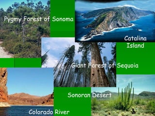 Pygmy Forest of Sonoma Giant Forest of Sequoia Sonoran Desert Colorado River Catalina Island 