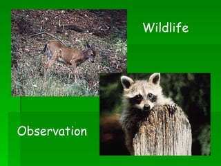 Wildlife Observation 
