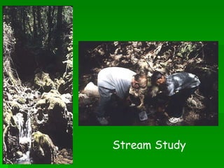 Stream Study 