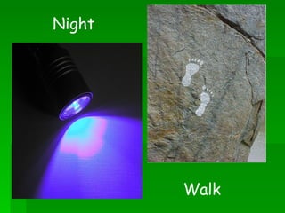 Night Walk 
