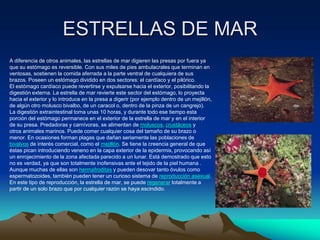 ESTRELLAS DE MAR
A diferencia de otros animales, las estrellas de mar digieren las presas por fuera ya
que su estómago es reversible. Con sus miles de pies ambulacrales que terminan en
ventosas, sostienen la comida aferrada a la parte ventral de cualquiera de sus
brazos. Poseen un estómago dividido en dos sectores: el cardíaco y el pilórico.
El estómago cardíaco puede revertirse y expulsarse hacia el exterior, posibilitando la
digestión externa. La estrella de mar revierte este sector del estómago, lo proyecta
hacia el exterior y lo introduce en la presa a digerir (por ejemplo dentro de un mejillón,
de algún otro molusco bivalbo, de un caracol o, dentro de la pinza de un cangrejo).
La digestión extraintestinal toma unas 10 horas, y durante todo ese tiempo esta
porción del estómago permanece en el exterior de la estrella de mar y en el interior
de su presa. Predadoras y carnívoras, se alimentan de moluscos, crustáceos y
otros animales marinos. Puede comer cualquier cosa del tamaño de su brazo o
menor. En ocasiones forman plagas que dañan seriamente las poblaciones de
bivalvos de interés comercial, como el mejillón. Se tiene la creencia general de que
éstas pican introduciendo veneno en la capa exterior de la epidermis, provocando así
un enrojecimiento de la zona afectada parecido a un lunar. Está demostrado que esto
no es verdad, ya que son totalmente inofensivas ante el tejido de la piel humana .
Aunque muchas de ellas son hermafroditas y pueden desovar tanto óvulos como
espermatozoides, también pueden tener un curioso sistema de reproducción asexual.
En este tipo de reproducción, la estrella de mar, se puede regenerar totalmente a
partir de un solo brazo que por cualquier razón se haya escindido.
 