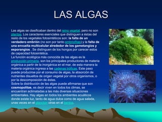 LAS ALGAS
Las algas se clasificaban dentro del reino vegetal, pero no son
plantas. Los caracteres esenciales que distinguen a éstas del
resto de los vegetales fotosintéticos son: la falta de un
verdadero embrión (no son por tanto embriofítas) y la falta de
una envuelta multicelular alrededor de los gametangios y
esporangios . Se distinguen de los hongos por carecer estos
de capacidad fotosintética.
La función ecológica más conocida de las algas es la
producción primaria, son los principales productores de materia
orgánica a partir de la inorgánica en el mar, de esta manera la
materia orgánica ingresa a las cadenas tróficas. Este paso
puede producirse por el consumo de algas, la absorción de
nutrientes disueltos de origen vegetal por otros organismos, o
por la descomposición de éstas.
Sobre la distribución de las algas puede afirmarse que son
cosmopolitas, es decir viven en todos los climas, se
encuentran aclimatadas a las más diversas situaciones
ambientales. Hay algas en todos los ambientes acuáticos
donde existe luz, tanto de agua dulce como de agua salada,
unas veces en el plancton otras en el bentos.
 