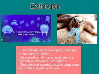 Extinción




-Las actividades de caza para consumo
de huevos y su carne.
-Es cazada en el mar cuando viene a
desovar a las playas protegidas.
-También son extraídas sus nidadas para
el comercio ilegal de huevos.
 