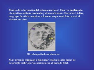 Inicio de la formación del sistema nervioso:  Una vez implantado, el embrión continúa creciendo y desarrollándose. Hacia los 14 días, un grupo de células empieza a formar lo que en el futuro será el sistema nervioso. Los órganos empiezan a funcionar: Hacia los dos meses de desarrollo embrionario comienza con el período fetal. Microfotografía de un blastocito. 