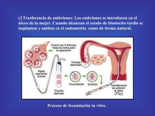 c) Trasferencia de embriones: Los embriones se introducen en el útero de la mujer. Cuando alcanzan el estado de blastocito tardío se implantan y anidan en el endometrio  como de forma natural. Proceso de fecundación in vitro. 