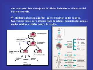 que lo forman. Son el conjunto de células incluidas en el interior del blastocito tardío. Multipotentes: Son aquellas  que se observan en los adultos. Generan no todos, pero algunos tipos de células, denominadas células madre adultas o células madre de tejidos. 